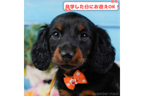 成約済ののミニチュアダックスフンド(ロングヘアード)-378418