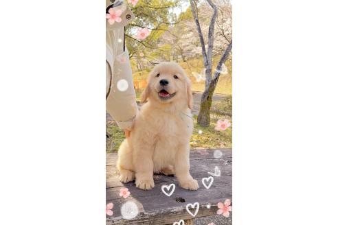 成約済の岐阜県のゴールデンレトリーバー-371640の1枚目