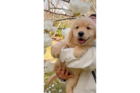 成約済の岐阜県のゴールデンレトリーバー-371640の5枚目