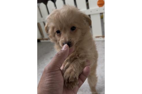 成約済の福岡県のポメプー:ポメラニアン×トイプードル-375109の7枚目