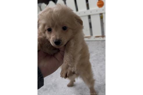 成約済の福岡県のポメプー:ポメラニアン×トイプードル-375109の6枚目