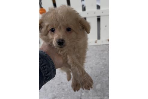 成約済の福岡県のポメプー:ポメラニアン×トイプードル-375109の5枚目