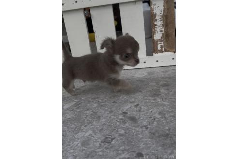 成約済の福岡県のチワワ(ロングコート)-378840の6枚目