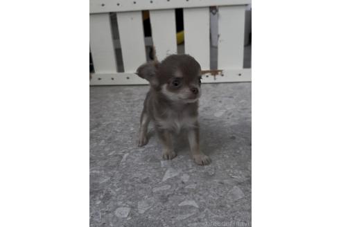 成約済の福岡県のチワワ(ロングコート)-378840の4枚目