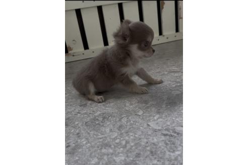 成約済の福岡県のチワワ(ロングコート)-378840の3枚目