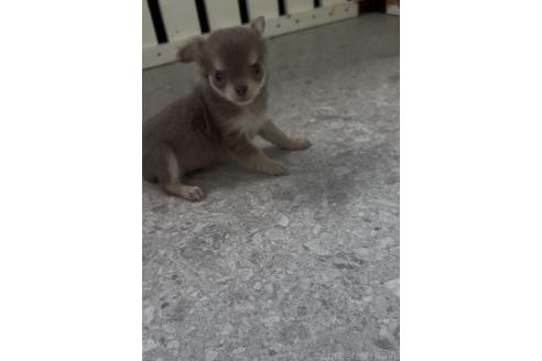 成約済の福岡県のチワワ(ロングコート)-378840の2枚目