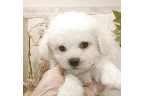 成約済の愛知県のビションフリーゼ-378854の7枚目