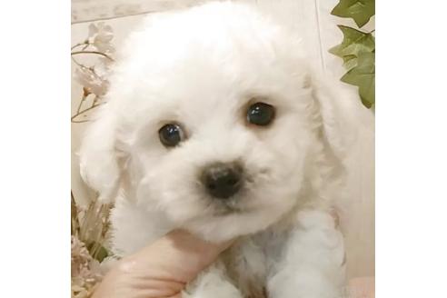 成約済の愛知県のビションフリーゼ-378854の6枚目