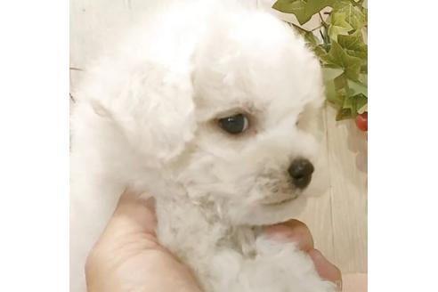 成約済の愛知県のビションフリーゼ-378854の5枚目