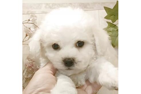 成約済の愛知県のビションフリーゼ-378854の4枚目