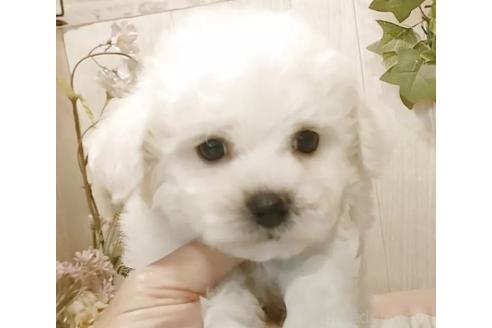 成約済の愛知県のビションフリーゼ-378854の3枚目