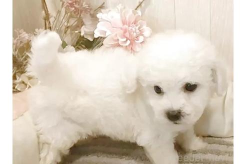 成約済の愛知県のビションフリーゼ-378854の2枚目