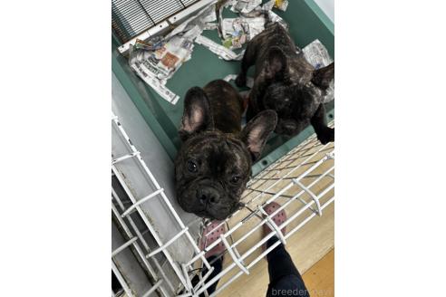 販売中の千葉県のフレンチブルドッグ-330085の6枚目