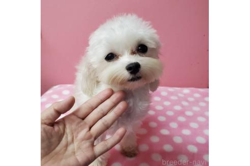 販売中の大阪府のマルプー:マルチーズ×トイプードル-284443の5枚目
