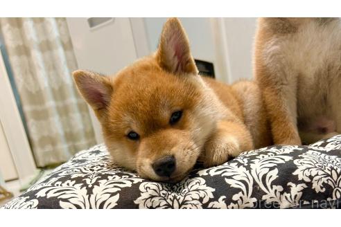 販売中の神奈川県の柴犬-377622