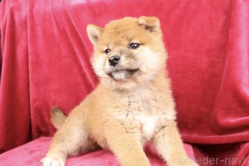 成約済の東京都の柴犬-378964