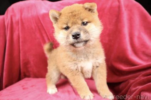 成約済の東京都の柴犬-378964の3枚目