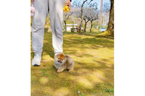成約済の岐阜県のポメラニアン-374374の15枚目