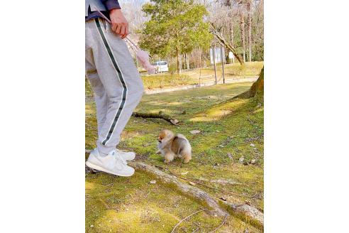 成約済の岐阜県のポメラニアン-374374の14枚目
