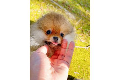 成約済の岐阜県のポメラニアン-374374の13枚目