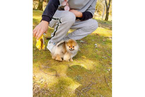成約済の岐阜県のポメラニアン-374374の12枚目