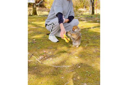 成約済の岐阜県のポメラニアン-374374の11枚目