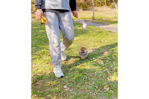 成約済の岐阜県のポメラニアン-374374の10枚目