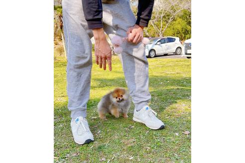 成約済の岐阜県のポメラニアン-374374の9枚目