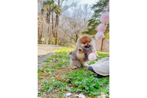 成約済の岐阜県のポメラニアン-374374の5枚目
