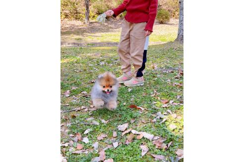 成約済の岐阜県のポメラニアン-374374の3枚目