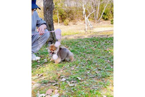 成約済の岐阜県のポメラニアン-374374の2枚目