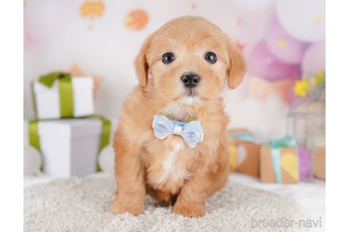 成約済の東京都のミックス犬-379838の6枚目