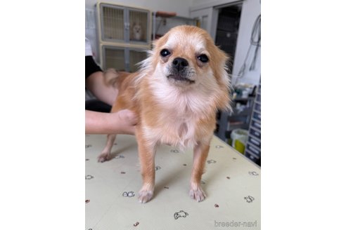 こむぎちゃん1枚目