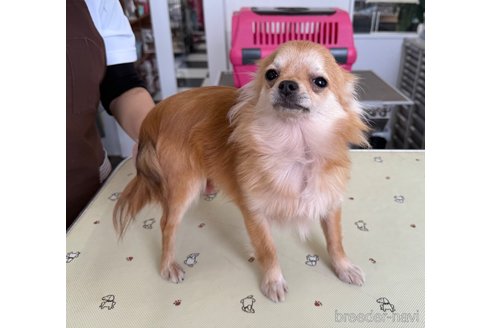 こむぎちゃん1枚目