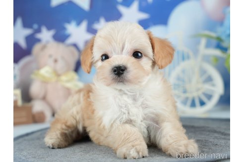 成約済の茨城県のマルプー:マルチーズ×トイプードル-378916の5枚目