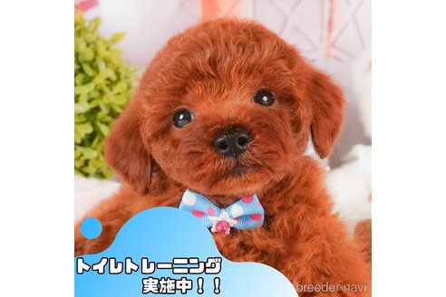 販売中の静岡県のトイプードル-379293