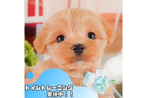 成約済の静岡県のマルプー:マルチーズ×トイプードル-379292の1枚目