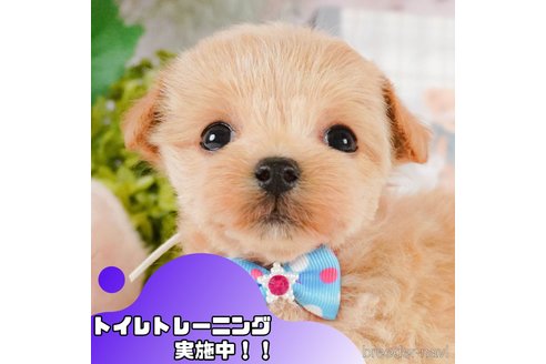成約済の静岡県のマルプー:マルチーズ×トイプードル-379291の1枚目