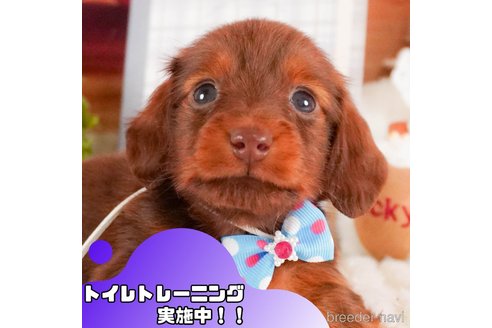 成約済の静岡県のミニチュアダックスフンド(ロングヘアード)-379279の1枚目
