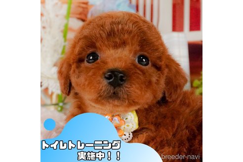 成約済の静岡県のトイプードル-379270の1枚目