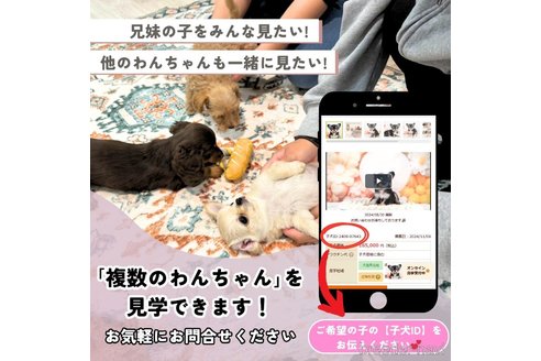 成約済の埼玉県のマルプー:マルチーズ×トイプードル-379083の9枚目