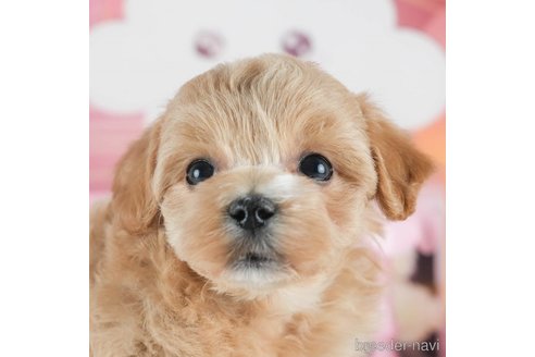 成約済の埼玉県のマルプー:マルチーズ×トイプードル-379083の4枚目