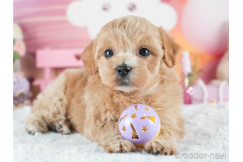 成約済の埼玉県のマルプー:マルチーズ×トイプードル-379083の6枚目