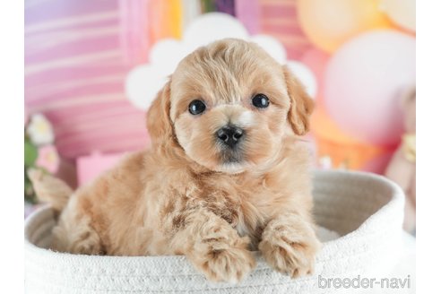 成約済の埼玉県のマルプー:マルチーズ×トイプードル-379083の5枚目