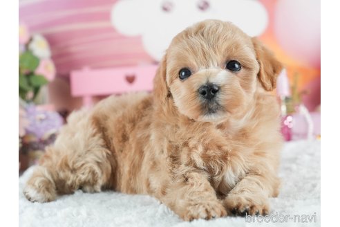 成約済の埼玉県のマルプー:マルチーズ×トイプードル-379083の7枚目