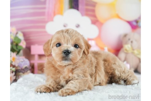 成約済の埼玉県のマルプー:マルチーズ×トイプードル-379083の3枚目