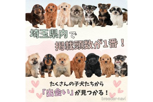 成約済の埼玉県のタイニープードル-379056の15枚目
