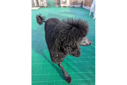 販売中の岡山県のミディアムプードル-378775の6枚目