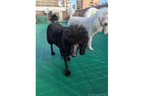 販売中の岡山県のミディアムプードル-378775の5枚目