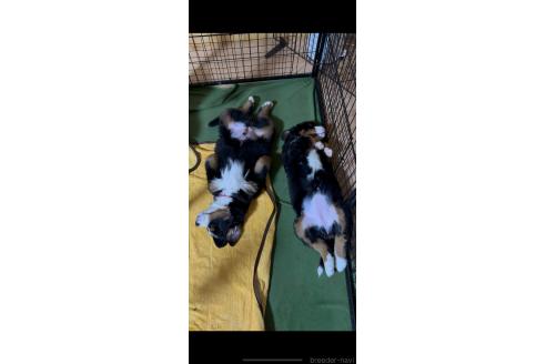 商談中の佐賀県のバーニーズマウンテンドッグ-378776の2枚目